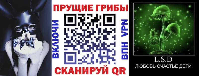 Галлюциногенные грибы Psilocybine cubensis  закладки  Шагонар 